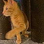Edward is registered to the contest to win money with this photo: kitten, cat, orange_tabby, scratching_post, fuzzy_surface, indoor, pet, animal, curious, walking, paw, fur, whiskers, ears, side_view, blue_sky, background, soft_texture, playful, young