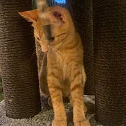 Edward is registered to the contest to win money with this photo: cat, orange_tabby, scratching_post, carpet, indoor, pet, feline, curious, fur, animal, window, blue_sky, cozy, home, paws, whiskers, ears, playful, young_cat, looking_down