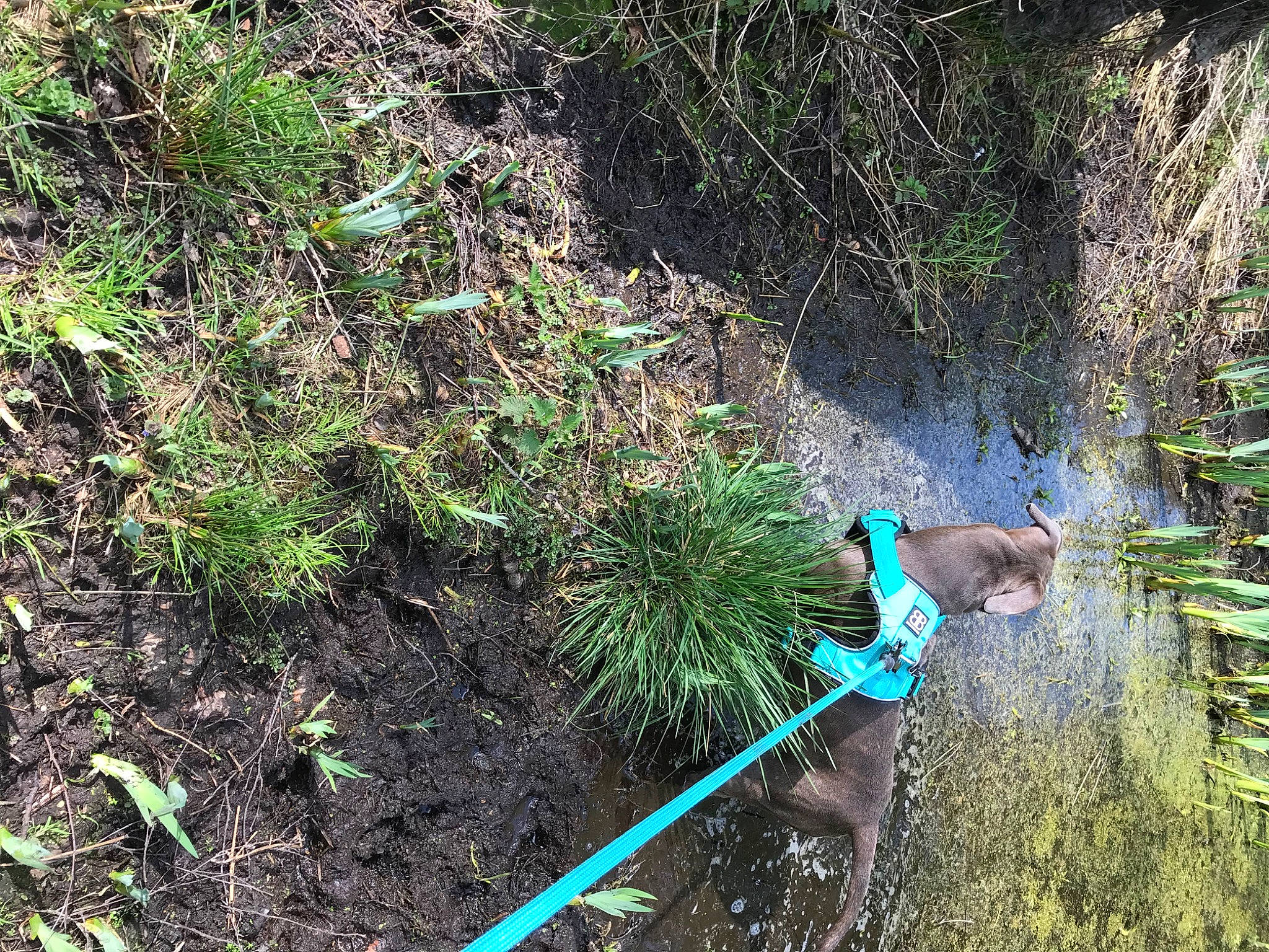 Chewie joined the competition — help win amazing prizes! adventure, dog, forest, grass, groundcover, jungle, landscape, plant, plant_community, recreation, riparian_zone, rope, shrub, slope, soil, stream, terrestrial_plant, trail, tree, watercourse