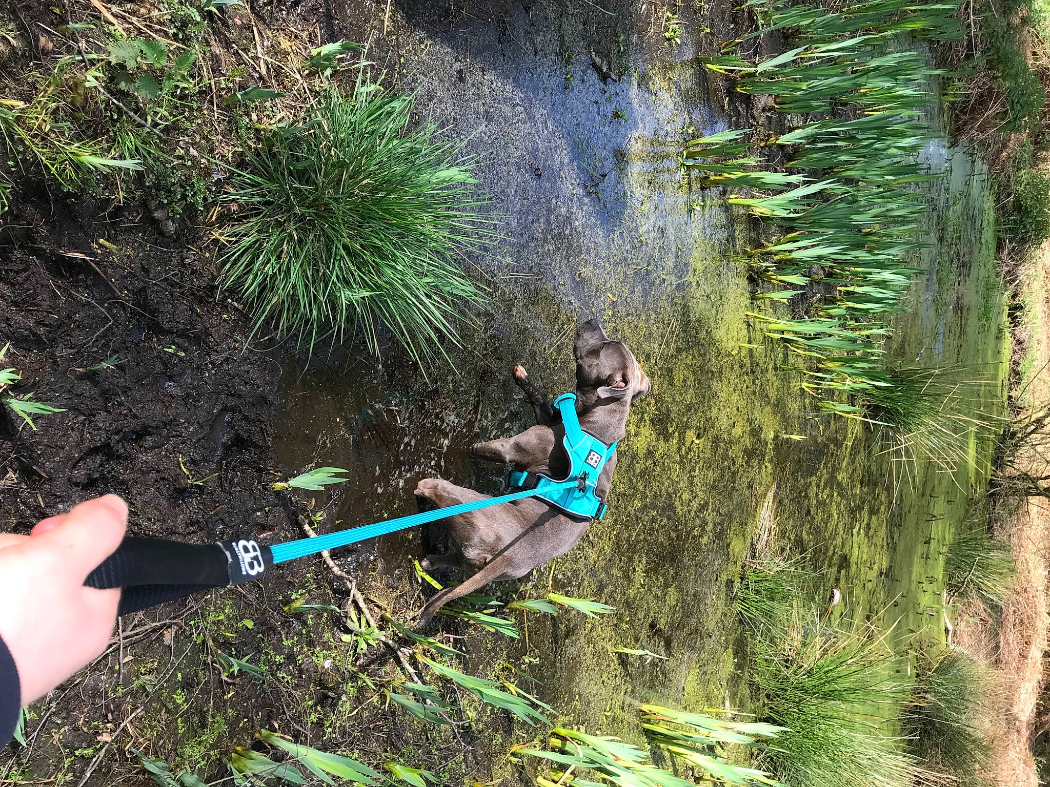 Chewie joined the competition — help win amazing prizes! adventure, electric_blue, forest, fun, grass, jungle, landscape, leisure, natural_landscape, people_in_nature, plant, recreation, shrub, soil, sports_equipment, terrestrial_plant, trail, tree, trunk, woodland