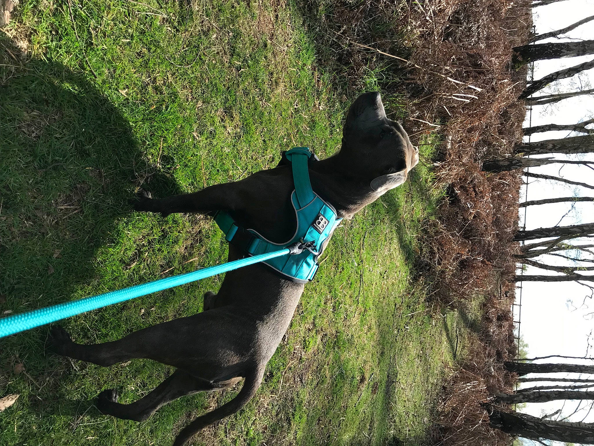 Chewie is registered to the contest to win money with this photo: branch, carnivore, cat, collar, dog, dog_breed, electric_blue, felidae, grass, grass_family, leaf, plant, small_to_medium_sized_cats, sporting_group, tail, tree, trunk, twig, vertebrate, woody_plant