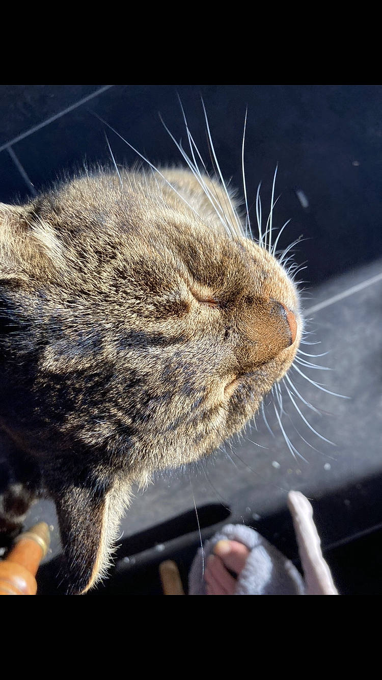 Riley joined the competition — help win amazing prizes! carnivore, cat, claw, comfort, domestic_short_haired_cat, fawn, felidae, fur, nap, paw, sleep, small_to_medium_sized_cats, snout, tail, terrestrial_animal, whiskers, wildlife