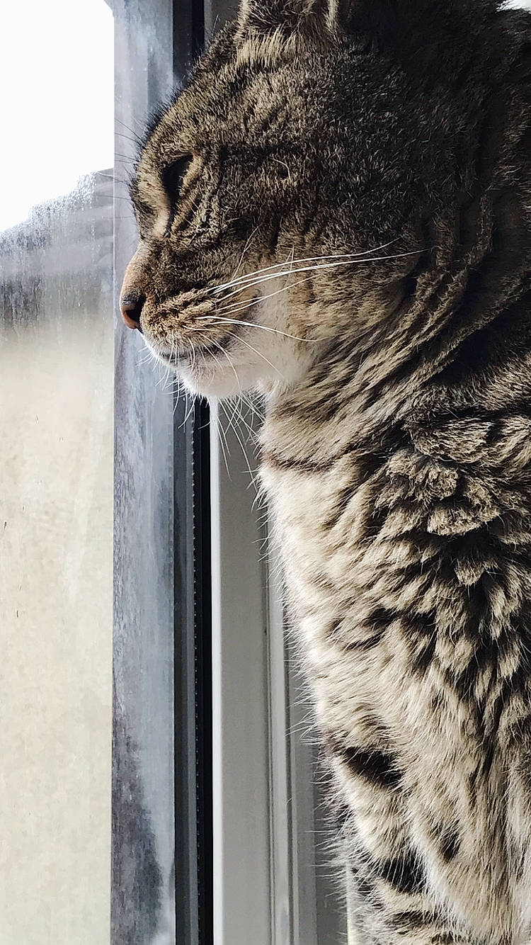 Riley joined the competition — help win amazing prizes! carnivore, cat, domestic_short_haired_cat, door, eye, felidae, fur, paw, small_to_medium_sized_cats, snout, tail, terrestrial_animal, tree, whiskers, wildlife, window