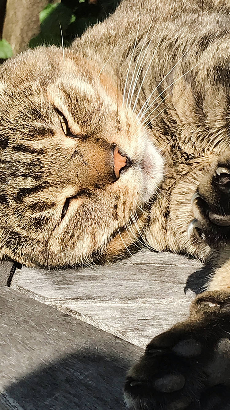 Riley joined the competition — help win amazing prizes! carnivore, cat, claw, domestic_short_haired_cat, fawn, felidae, fur, nap, paw, sleep, small_to_medium_sized_cats, snout, tail, terrestrial_animal, tree, whiskers, wildlife, wood