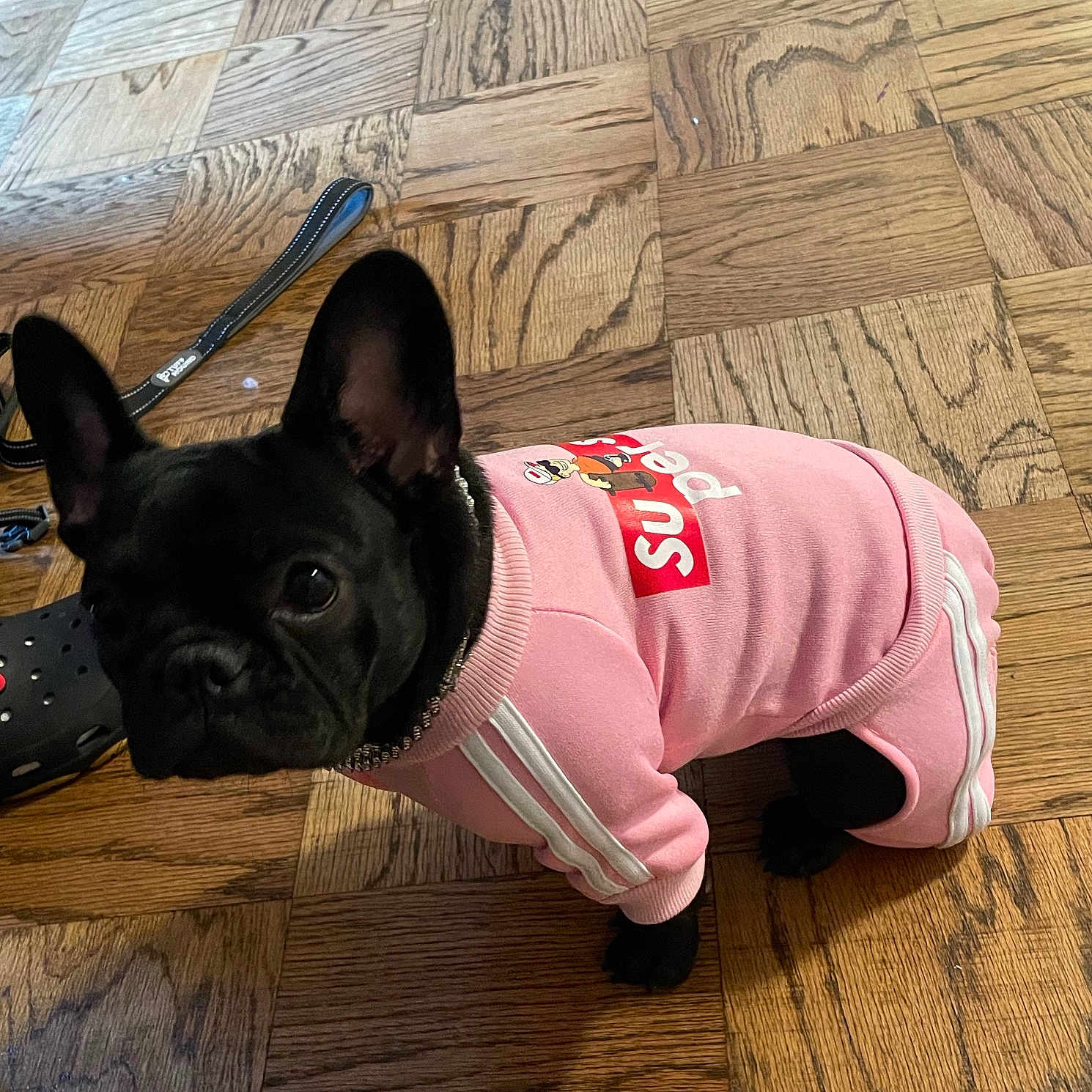 Jazz is registered to the contest to win money with this photo: animal, bostonbull, bulldog, canine, dog, face, frenchbulldog, hardwood, head, indoors, interiordesign, person, pet, pitbull, pug, puppy, stainedwood, whitedog, wood