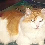 Kitty is registered to the contest to win money with this photo: cat, orange, white, fluffy, pet, animal, indoor, feline, looking, resting, fur, cute, domestic, whiskers, ears, eyes, portrait, closeup, calm, relaxed