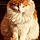 Kitty