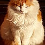 Kitty is registered to the contest to win money with this photo: cat, fluffy, orange, white, sitting, peaceful, sunlight, brick, pet, feline, animal, cute, domestic, fur, relaxed, indoor, portrait, whiskers, ears, paws