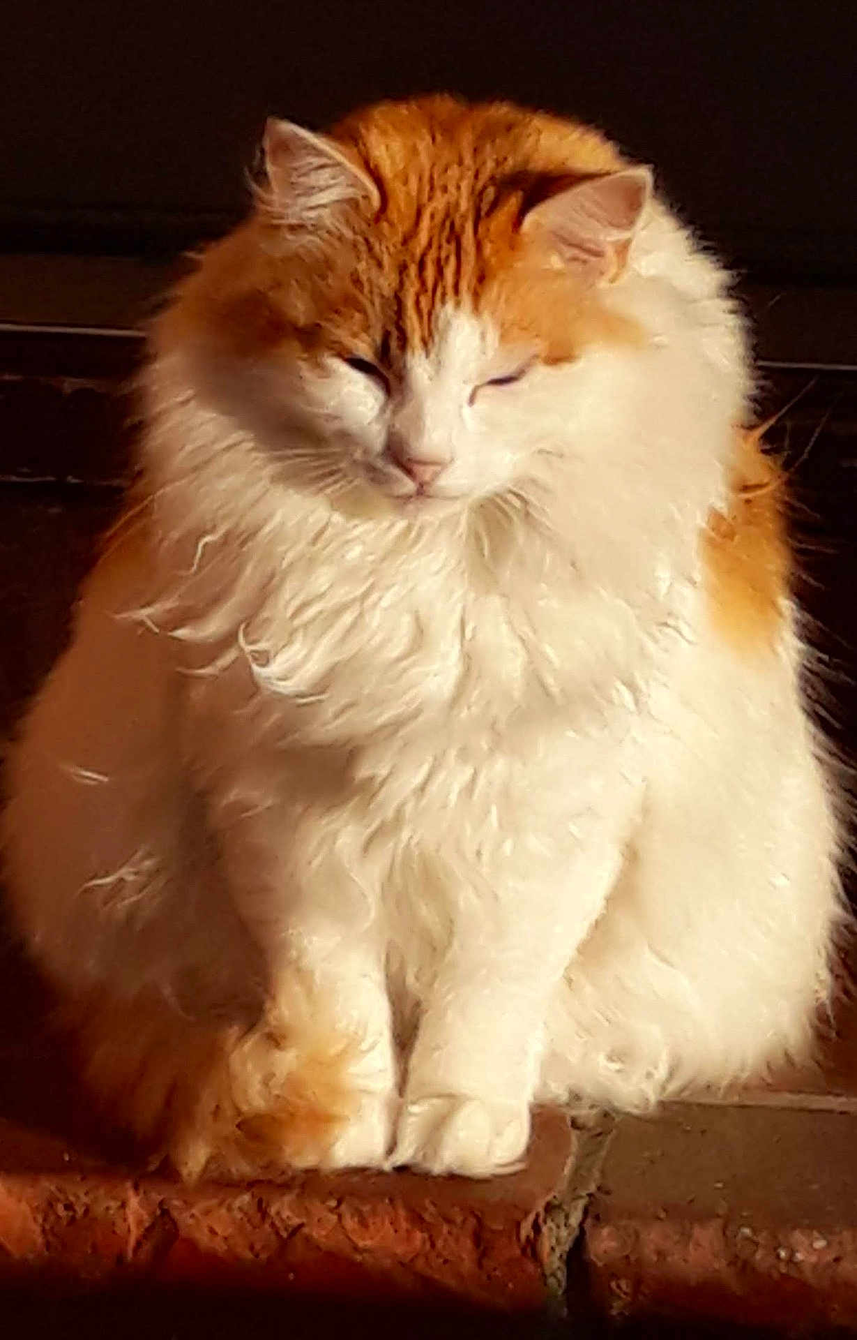 Kitty is registered to the contest to win money with this photo: cat, fluffy, orange, white, sitting, peaceful, sunlight, brick, pet, feline, animal, cute, domestic, fur, relaxed, indoor, portrait, whiskers, ears, paws