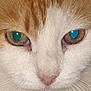 Kitty is registered to the contest to win money with this photo: cat, close_up, face, heterochromia, eyes, fur, whiskers, animal, pet, nose, white, orange, portrait, cute, macro, mammal, feline, head, expression, domestic