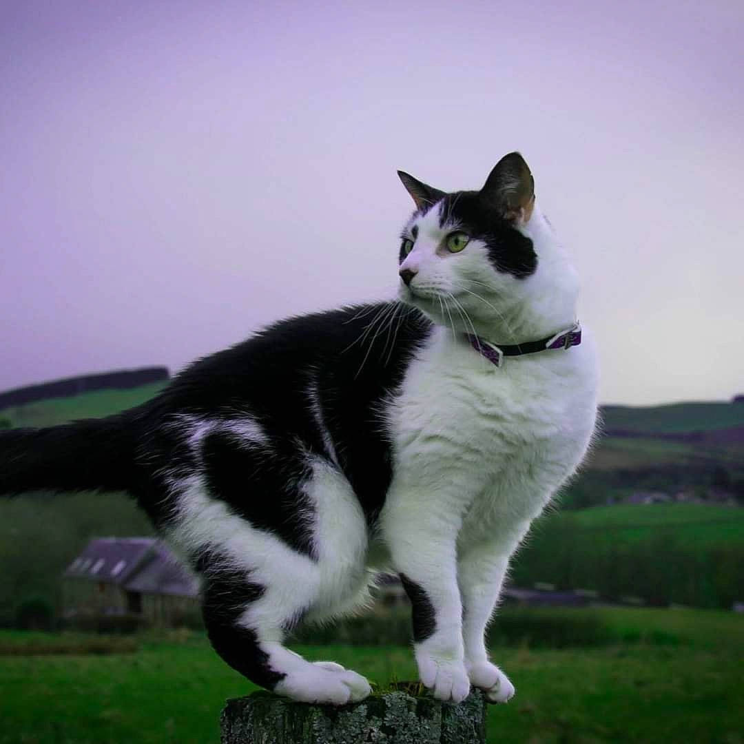 Sylvester is registered to the contest to win money with this photo: aegean_cat, american_wirehair, carnivore, cat, domestic_short_haired_cat, felidae, grass, japanese_bobtail, mammal, plant, polydactyl_cat, small_to_medium_sized_cats, snout, tail, vertebrate, whiskers