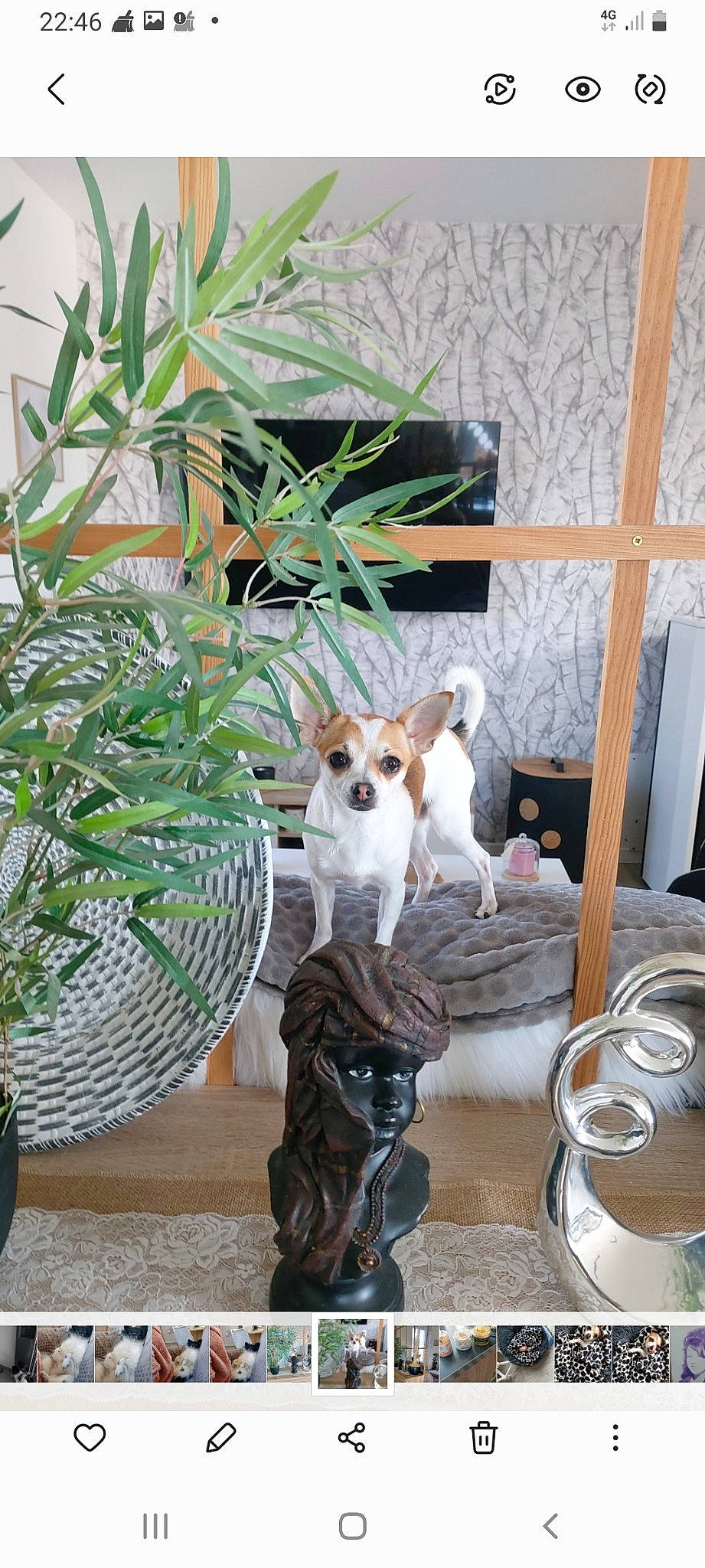 Shanna a rejoint le concours — aidez-le/la à gagner de superbes lots ! arecales, carnivore, chair, companion_dog, couch, dog, dog_breed, fawn, flooring, flowerpot, grass, houseplant, interior_design, living_room, outdoor_furniture, outdoor_table, plant, room, terrestrial_plant, wood