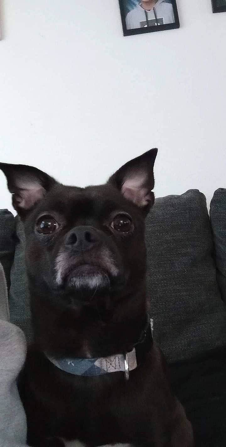 Rico is registered to the contest to win money with this photo: bulldog, canidae, carnivore, collar, companion_dog, dog, dog_breed, dog_collar, ear, fawn, fur, non_sporting_group, sleeper_chair, snout, sporting_group, terrestrial_animal, toy_dog, whiskers, working_animal