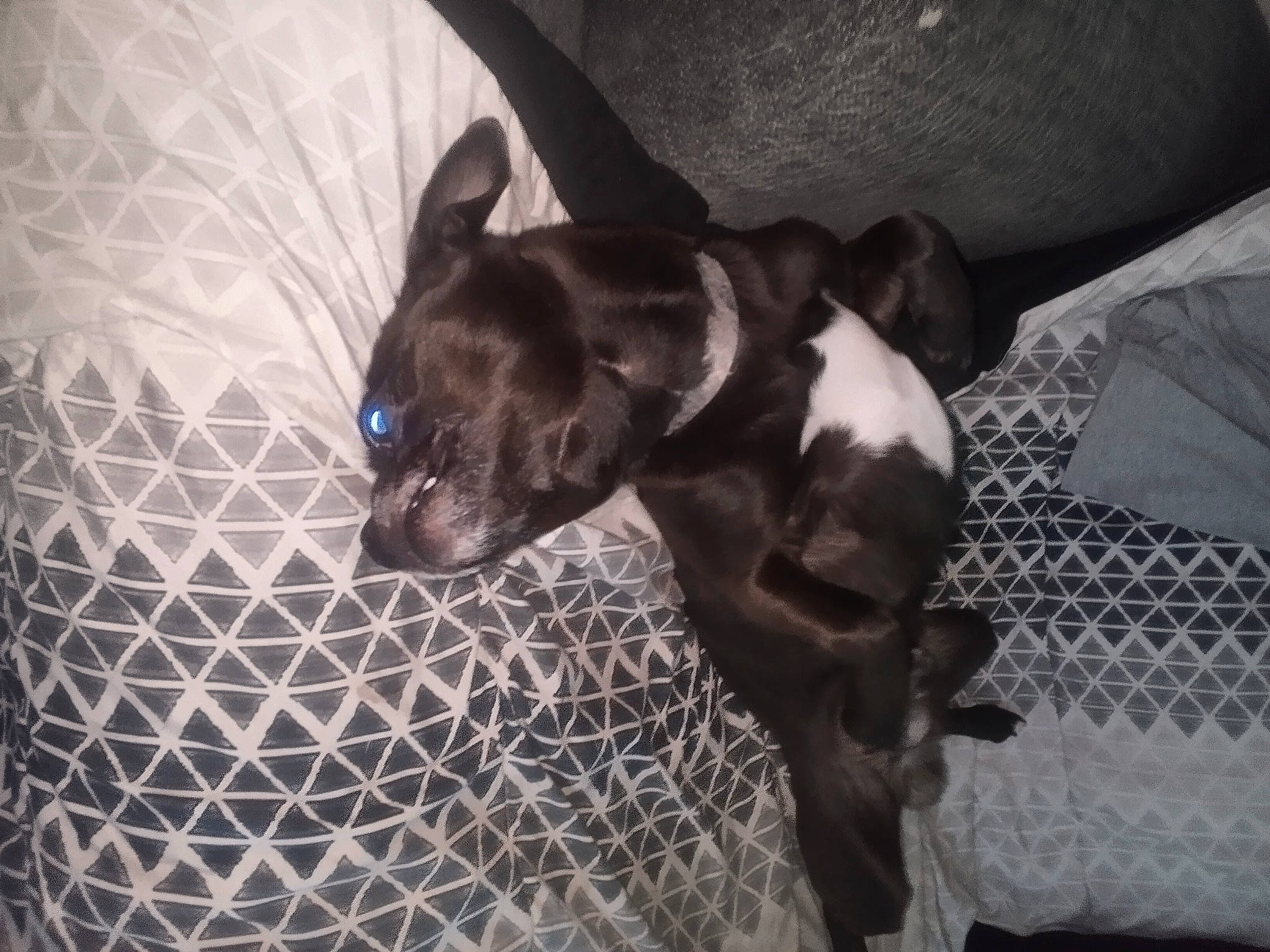 Rico joined the competition — help win amazing prizes! carnivore, comfort, companion_dog, dog, dog_breed, ear, electric_blue, fur, grey, guard_dog, liver, mesh, metal, non_sporting_group, pattern, tail, terrestrial_animal, toy_dog, whiskers, working_animal