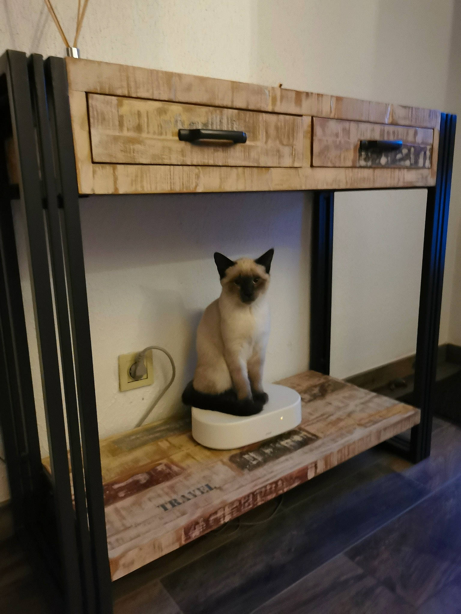 Poussière participe au concours pour gagner de l'argent avec cette photo : art, carnivore, cat, fawn, felidae, floor, flooring, gas, hardwood, house, pet_supply, room, shelf, shelving, siamese, small_to_medium_sized_cats, tail, thai, whiskers, wood