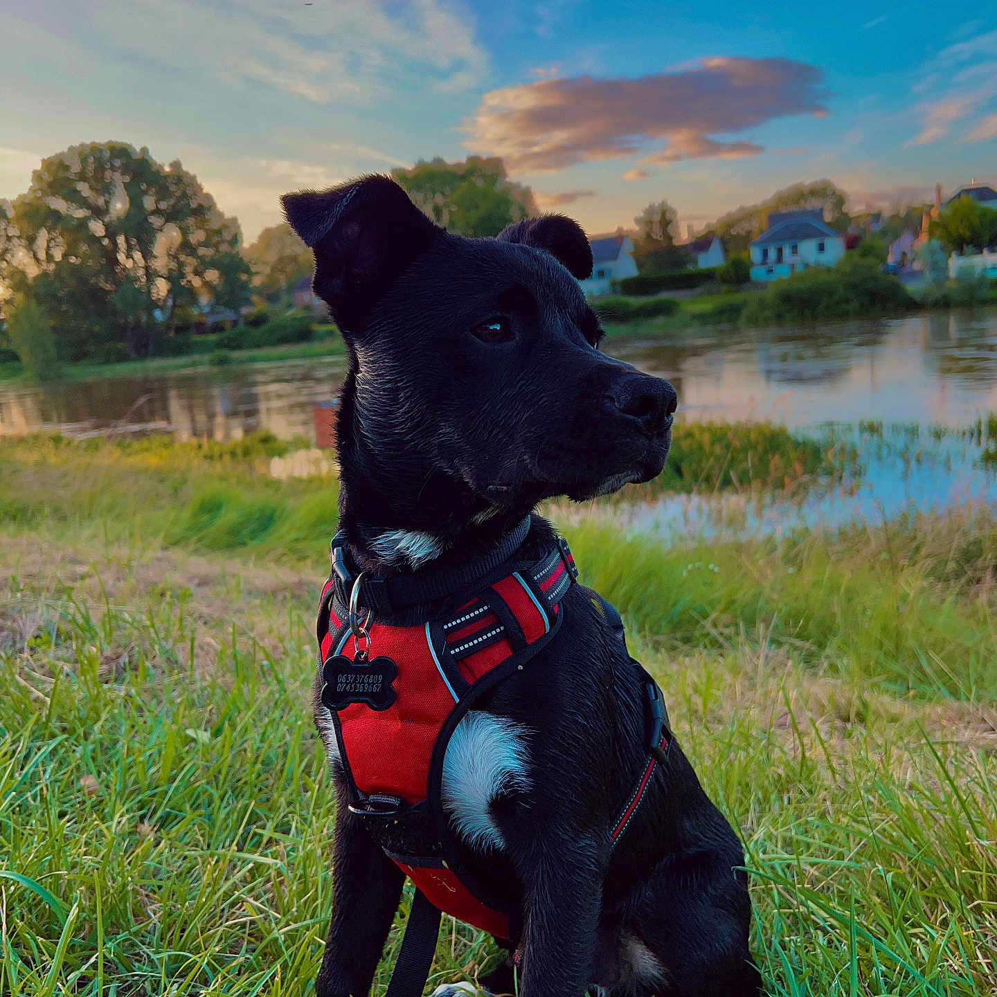 Tayco participe au concours pour gagner de l'argent avec cette photo : accessories, animal, canine, dog, field, grass, grassland, harness, labradorretriever, lake, nature, outdoors, pet, plant, pond, puppy, sky, strap, tree, water