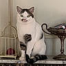 birdcage, black_patches, candy_canes, cat, curious, decor, feline, green_eyes, household, indoor, marble_surface, ornate, pet, quiet, silver_bowl, sitting, still_life, tail, toy_ball, white_fur
