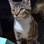 Nugget joined the competition — help win amazing prizes! animal, birdhouse, blue_bird, cat, closeup, curious, domestic_cat, feline, kitten, outdoor, pet, portrait, shadow, striped, sunlight, tabby, whiskers, wood, yellow_eyes, young_cat