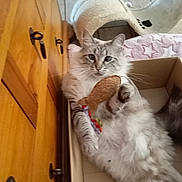 Pistache participe au concours pour gagner de l'argent avec cette photo : animal, blanket, cardboard_box, cat, cat_tunnel, curious, cute, domestic_animal, feline, fish_shaped_toy, floor_tiles, fluffy, indoor, paws, pet, relaxed, star_pattern, toy, whiskers, wooden_cabinet