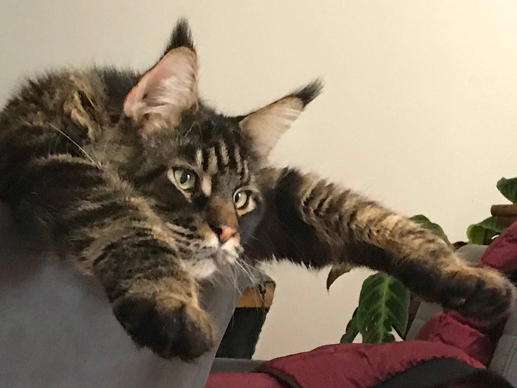 Pandore a rejoint le concours — aidez-le/la à gagner de superbes lots ! carnivore, cat, claw, domestic_short_haired_cat, felidae, fur, gesture, paw, plant, small_to_medium_sized_cats, snout, tail, tree, whiskers