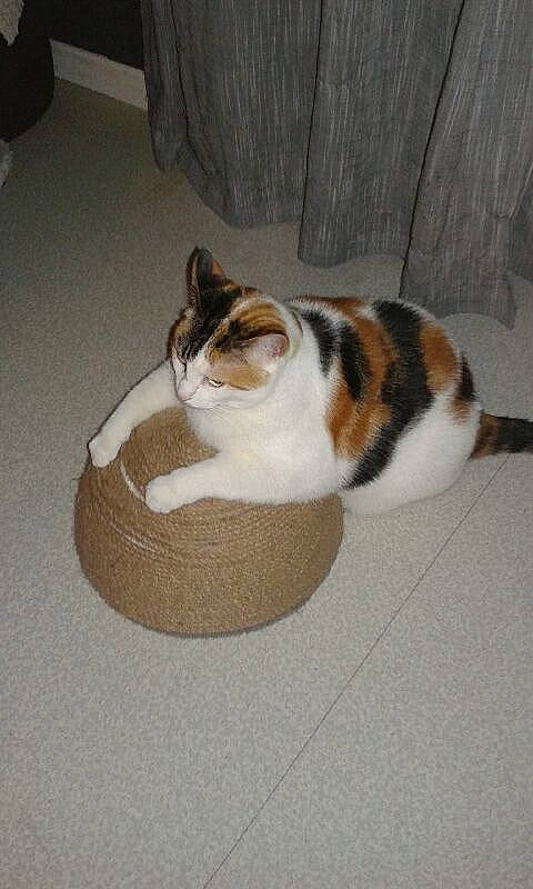 Elfy participe au concours pour gagner de l'argent avec cette photo : box, carnivore, cat, cat_supply, comfort, domestic_short_haired_cat, felidae, floor, flooring, fur, hardwood, linens, nap, paw, pet_supply, room, small_to_medium_sized_cats, tail, whiskers, wood