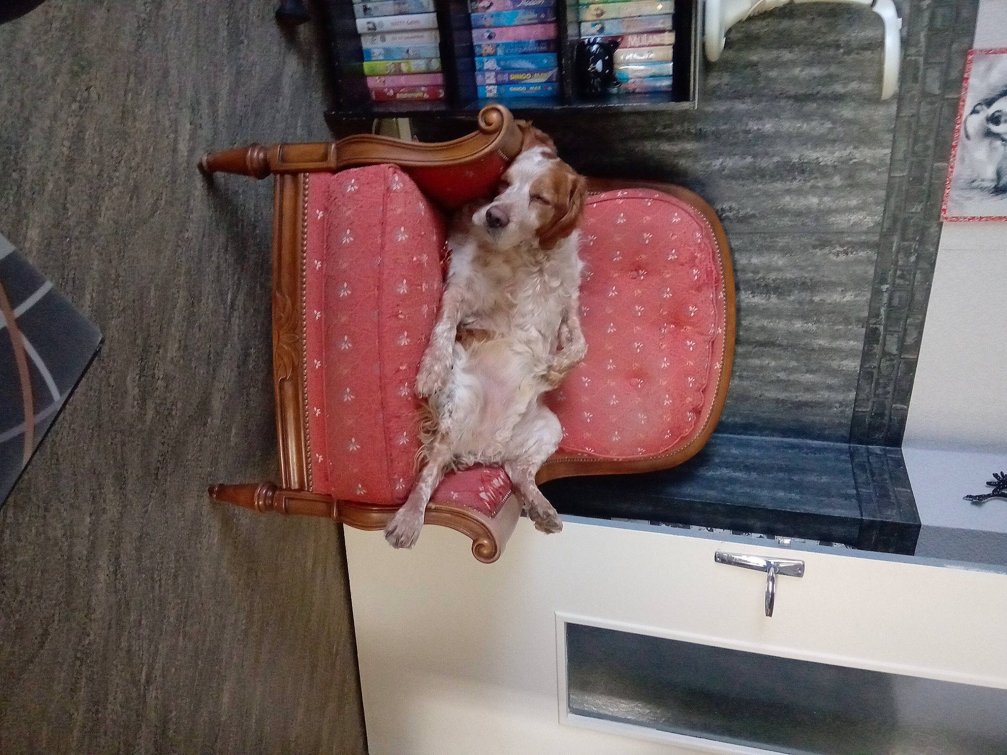 Jasko a rejoint le concours — aidez-le/la à gagner de superbes lots ! bookcase, canidae, carnivore, companion_dog, dog, dog_breed, fawn, felidae, fur, hardwood, liver, mammal, room, shelf, small_to_medium_sized_cats, sporting_group, tail, vertebrate, wood, working_animal