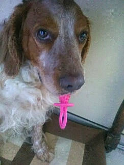 Jasko a rejoint le concours — aidez-le/la à gagner de superbes lots ! canidae, carnivore, companion_dog, dog, dog_breed, ear, fawn, fur, gun_dog, liver, puppy, spaniel, sporting_group, toy_dog, whiskers, working_animal