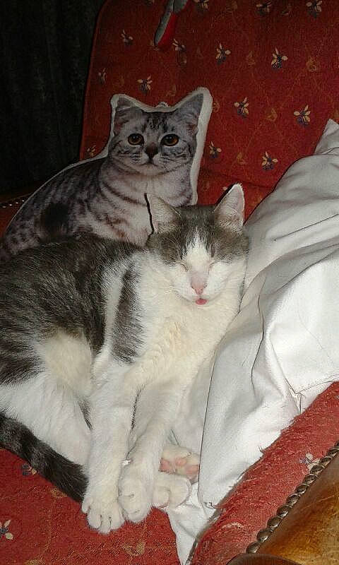 Filou participe au concours pour gagner de l'argent avec cette photo : carnivore, cat, claw, comfort, domestic_short_haired_cat, felidae, fur, grey, nap, paw, sitting, small_to_medium_sized_cats, snout, tail, whiskers