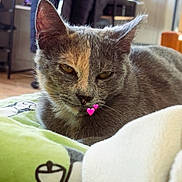 Mismis a rejoint le concours — aidez-le/la à gagner de superbes lots ! cat, gray_cat, indoor, blanket, furniture, coat, chair, whiskers, relaxed, pet, animal, soft, cute, resting, cozy, fur, domestic_cat, closeup, heart_emoji, living_room