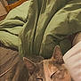 animal, bed, blanket, cat, comfort, cozy, cute, domestic, fabric, feline, green_bedding, home, indoor, person_partial, pet, quiet, relaxation, resting, sleeping, soft