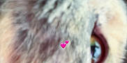 Mismis participe au concours pour gagner de l'argent avec cette photo : affection, animal, blurry, cat, close_up, cute, ear, eye, face, feline, fur, indoor, love, nose, person_partial, pet, pink_heart_emoji, portrait, soft_focus, whiskers