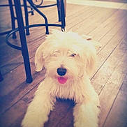 Litchi participe au concours pour gagner de l'argent avec cette photo : dog, white_dog, fluffy, tongue_out, wooden_floor, indoor, metal_chair, pet, animal, playful, lying_down, floor, cute, canine, domestic_animal, fur, small_dog, friendly, happy, house