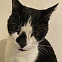 Mia participe au concours pour gagner de l'argent avec cette photo : animal, black_and_white, cat, close_up, cute, domestic, ears, eyes, face, feline, fur, indoor, looking, mammal, nose, pet, portrait, serious, whiskers
