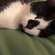 Mia participe au concours pour gagner de l'argent avec cette photo : animal, black_and_white, blanket, cat, close_up, cozy, cute, ears, face, feline, fur, indoor, peaceful, pet, relaxed, resting, sleeping, soft, tongue_out, whiskers