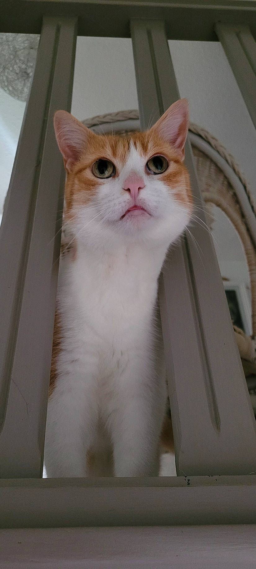 Zoé a rejoint le concours — aidez-le/la à gagner de superbes lots ! carnivore, cat, domestic_short_haired_cat, fawn, felidae, fixture, fur, pet_supply, small_to_medium_sized_cats, snout, tail, whiskers, window