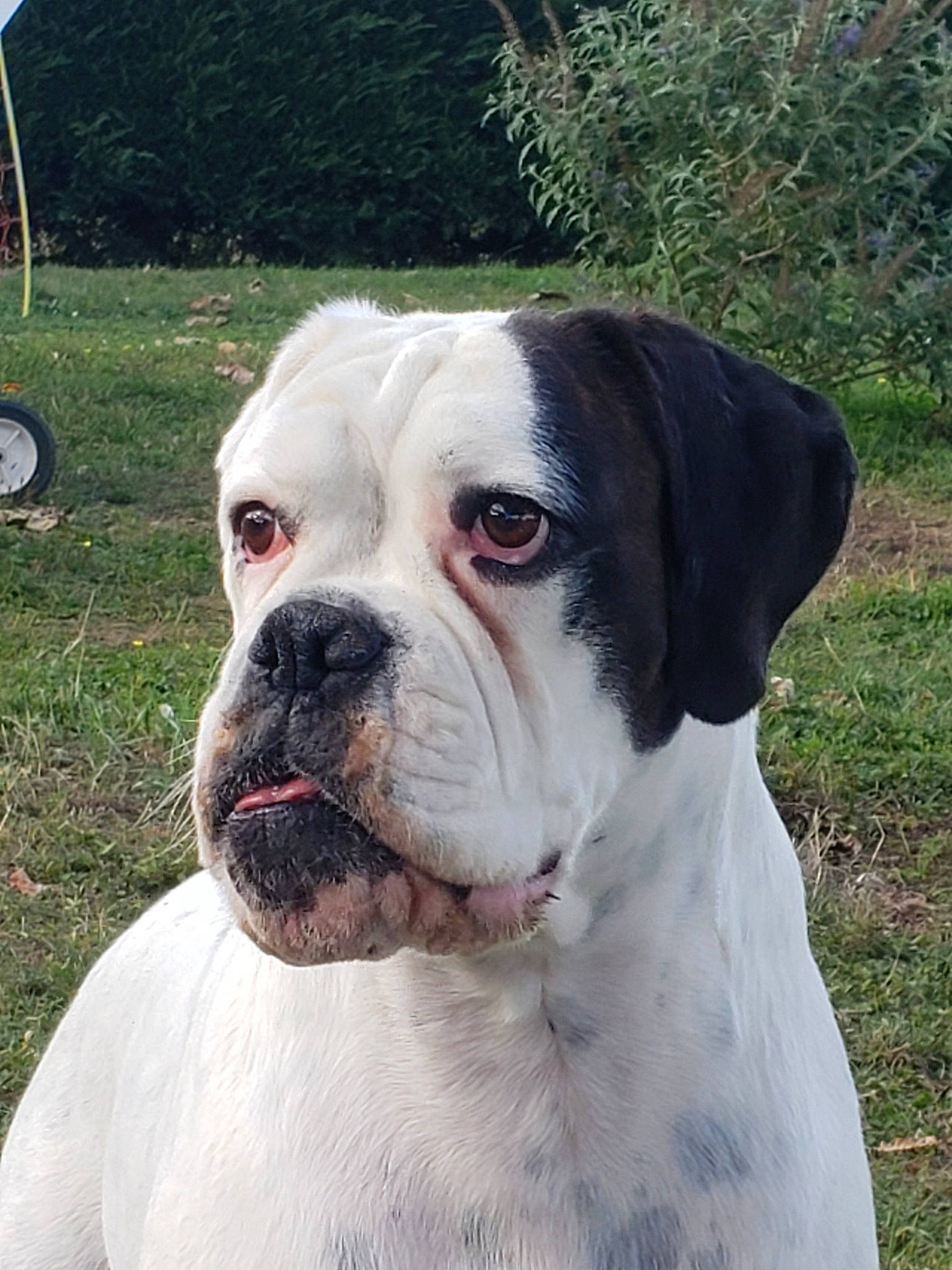 Love a rejoint le concours — aidez-le/la à gagner de superbes lots ! boxer, bulldog, canidae, carnivore, collar, companion_dog, dog, dog_breed, dog_collar, fang, fawn, grass, molosser, plant, snout, sporting_group, tire, wheel, whiskers, working_animal