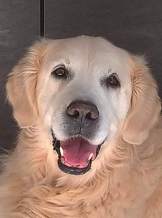 Charly a rejoint le concours — aidez-le/la à gagner de superbes lots ! ancient_dog_breeds, canidae, carnivore, companion_dog, dog, dog_breed, fang, fur, happy, labrador_retriever, puppy, puppy_love, retriever, shout, sky, smile, snout, sporting_group, whiskers, working_dog