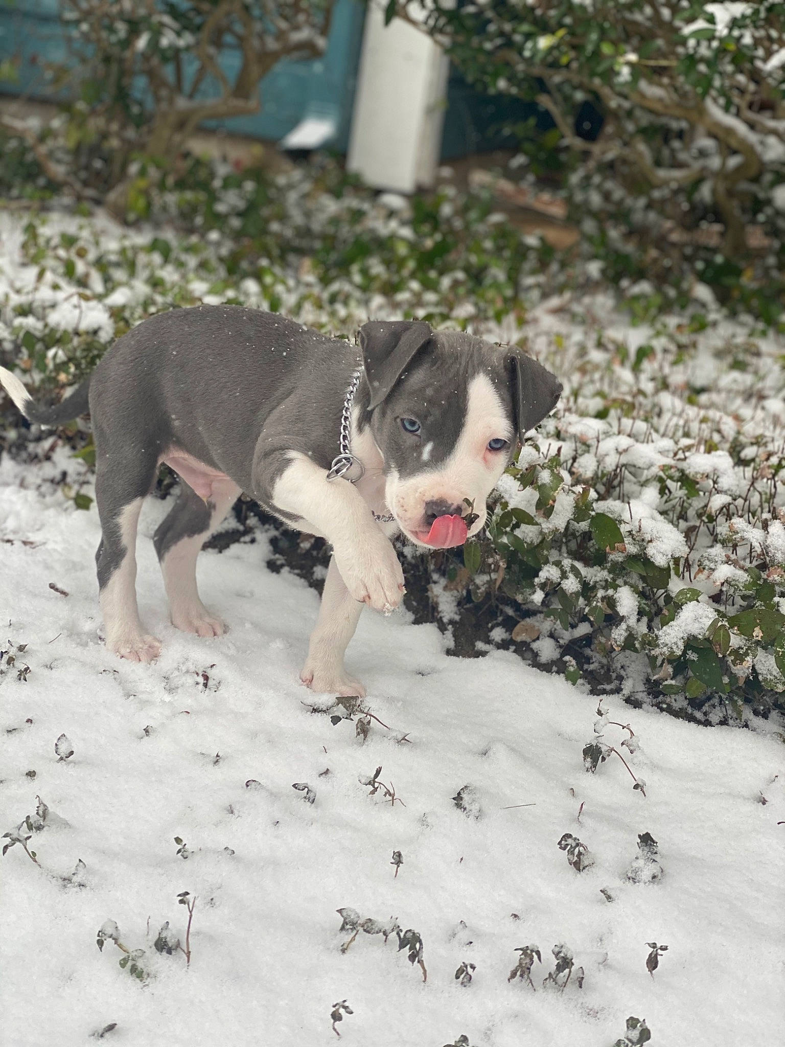 Zeus is registered to the contest to win money with this photo: ball, boston_terrier, bulldog, carnivore, collar, companion_dog, dog, dog_breed, dog_clothes, dog_collar, fawn, grass, groundcover, leash, plant, snow, sporting_group, tail, toy_dog, working_animal