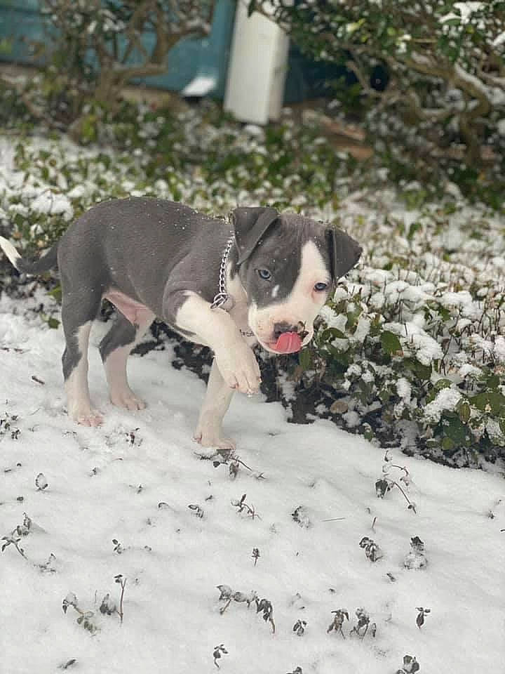 Zeus is registered to the contest to win money with this photo: ball, boston_terrier, bulldog, carnivore, collar, companion_dog, dog, dog_breed, dog_clothes, dog_collar, fawn, grass, plant, rose, snout, snow, sporting_group, tail, toy_dog, working_animal