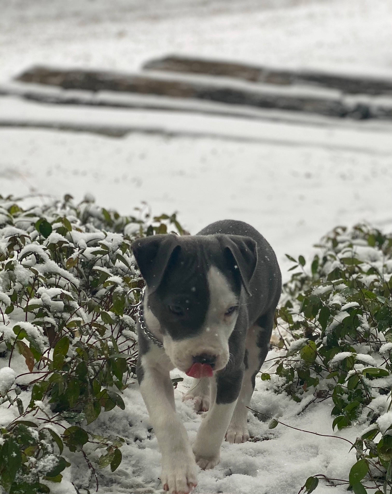 Zeus is registered to the contest to win money with this photo: canidae, carnivore, collar, dog, dog_breed, fawn, freezing, frost, grass, landscape, monochrome, monochrome_photography, plant, precipitation, snout, snow, sporting_group, tail, tree, winter