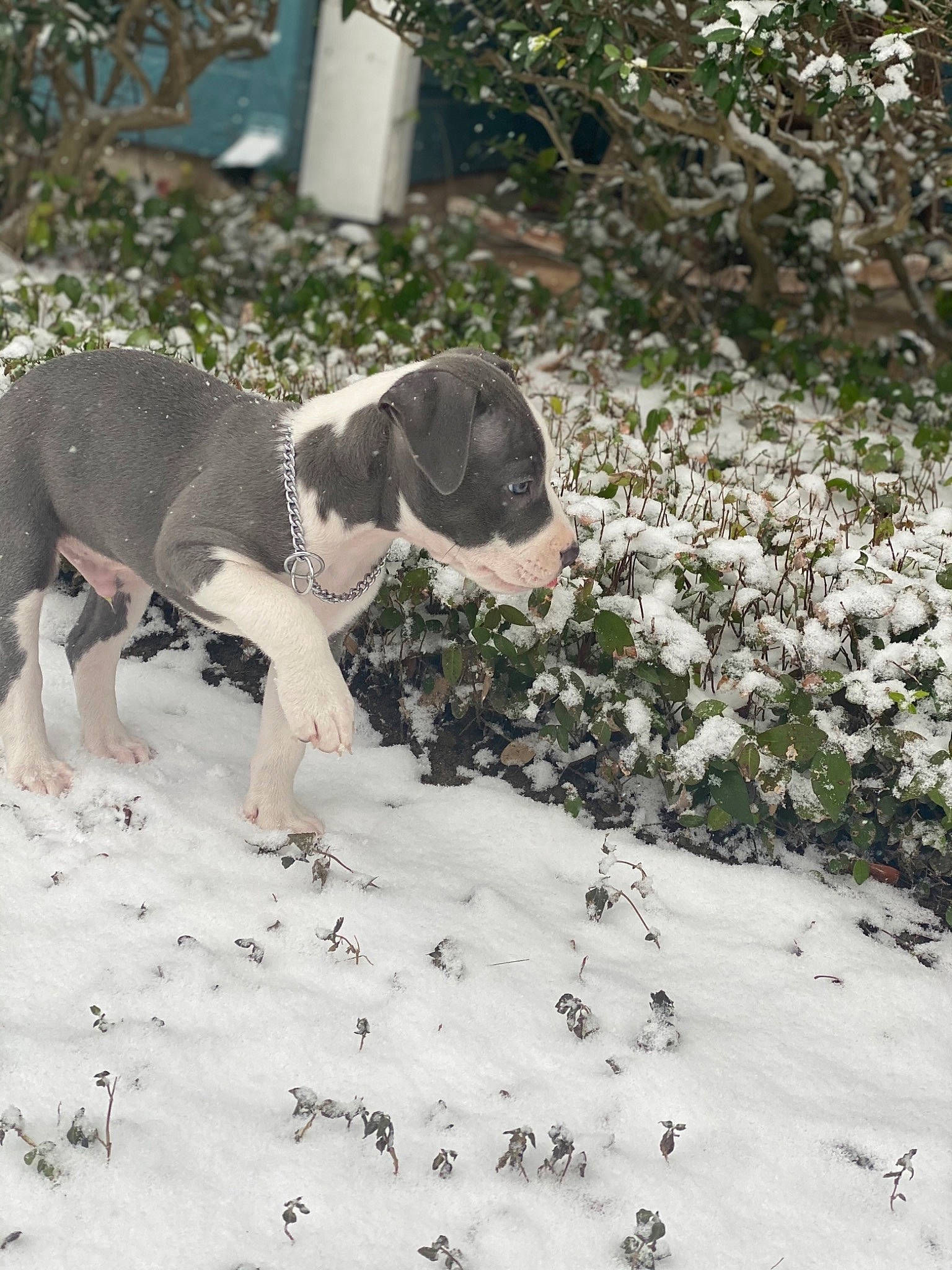 Zeus joined the competition — help win amazing prizes! canidae, carnivore, companion_dog, dog, dog_breed, fawn, fur, grass, groundcover, guard_dog, paw, plant, pointing_breed, snout, soil, sporting_group, tail, terrestrial_animal, winter, working_animal