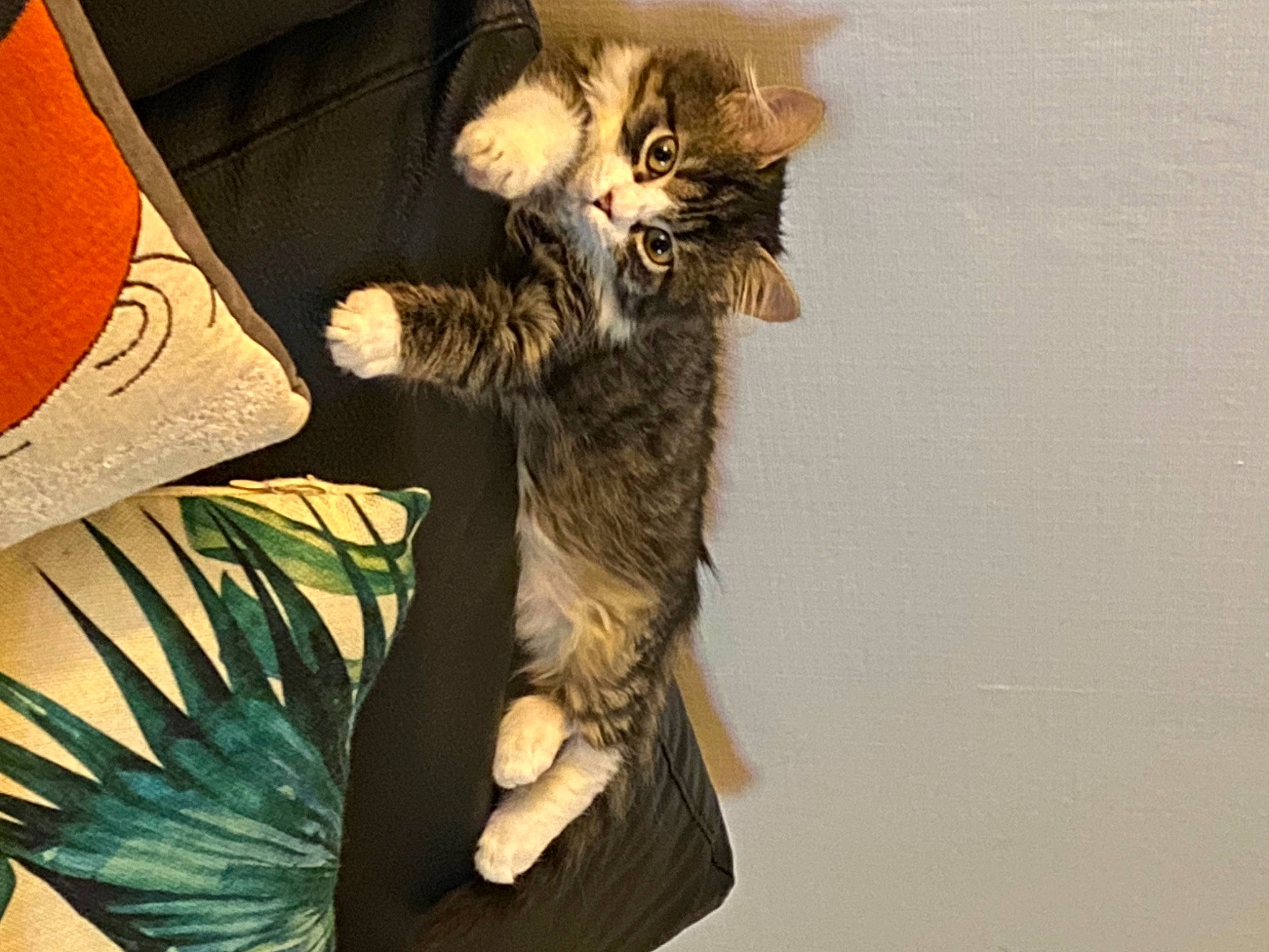 Princesa a rejoint le concours — aidez-le/la à gagner de superbes lots ! art, big_cats, carnivore, cat, claw, domestic_short_haired_cat, feather, felidae, fur, paw, small_to_medium_sized_cats, tail, terrestrial_animal, trunk, whiskers, wildlife, wing