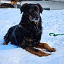 Ozzy participe au concours pour gagner de l'argent avec cette photo : animal, black_fur, brown_fur, cabin, canine, cold, dog, fur, landscape, nature, outdoor, pet, playful, quiet, resting, rope_toy, snow, snowflakes, winter, wood