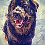 Ozzy participe au concours pour gagner de l'argent avec cette photo : animal, black, brown, canine, closeup, cold, cute, dog, fluffy, fur, happy, mammal, nature, outdoor, pet, playful, snow, tongue, white, winter