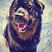 Ozzy a rejoint le concours — aidez-le/la à gagner de superbes lots ! animal, black, brown, canine, closeup, cold, cute, dog, fluffy, fur, happy, mammal, nature, outdoor, pet, playful, snow, tongue, white, winter