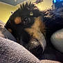 dog, close_up, sleeping, snuggling, blanket, cushion, fur, pet, indoors, cozy, resting, animal, face, nose, soft_light, warm_colors, texture, comfort, relaxation, black_and_tan
