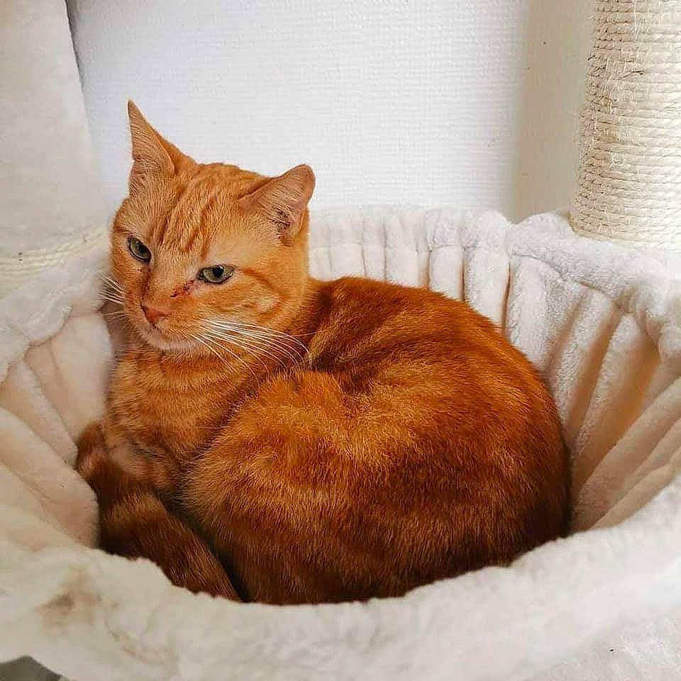 Marmouf participe au concours pour gagner de l'argent avec cette photo : arabian_mau, asian, australian_mist, carnivore, cat, domestic_short_haired_cat, european_shorthair, eye, fawn, felidae, fur, german_rex, kitten, mammal, small_to_medium_sized_cats, tabby_cat, whiskers