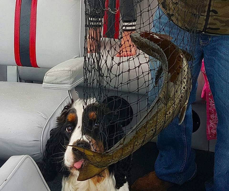 Cooper Remington joined the competition — help win amazing prizes! canidae, carnivore, dog, fur