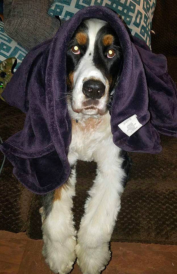 Cooper Remington joined the competition — help win amazing prizes! basset_artesien_normand, basset_hound, bluetick_coonhound, canidae, carnivore, companion_dog, dog, dog_breed, mammal, rare_breed_dog, schweizer_laufhund, snout, sporting_group, vertebrate