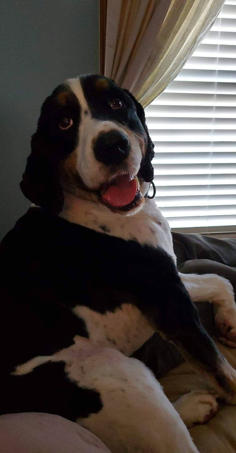 Cooper Remington is registered to the contest to win money with this photo: canidae, carnivore, companion_dog, coonhound, dog, dog_breed, greater_swiss_mountain_dog, mammal, rare_breed_dog, snout, sporting_group, vertebrate